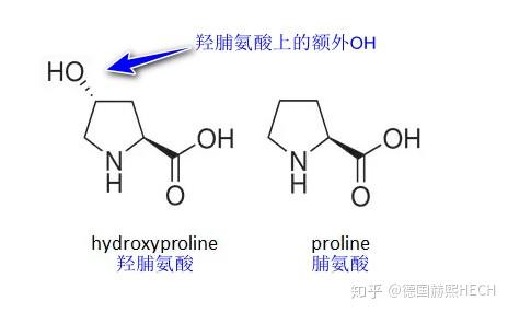 3種典型氨基酸在膠原蛋白合成中的作用